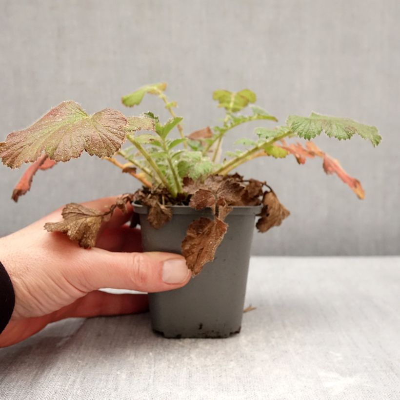 Exemplar von Geum Firestarter - Nelkenwurz Kleine Töpfe von 8/9 cm wie im Winter geliefert