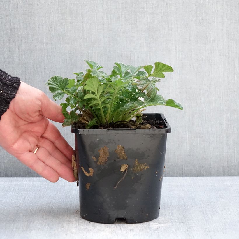 Exemplar von Geum Firestarter - Nelkenwurz Topf mit 2L/3L wie im Winter geliefert