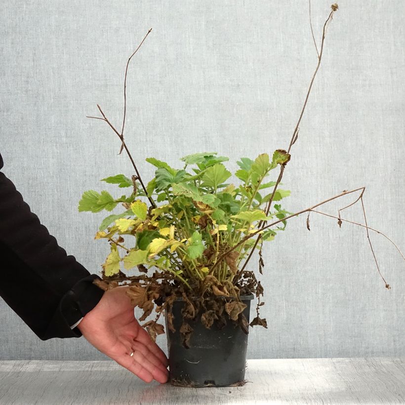 Exemplar von Geum Flames of Passion - Nelkenwurz Topf mit 2L/3L wie im Herbst geliefert