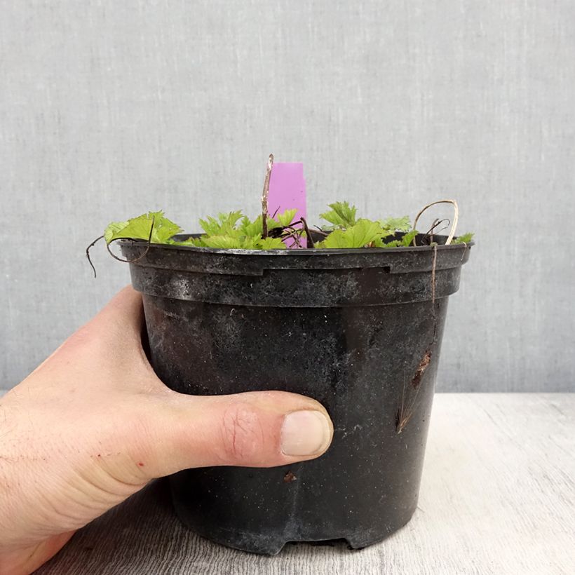 Exemplar von Geum Flames of Passion - Nelkenwurz Topf mit 2L/3L wie im Frühjahr geliefert