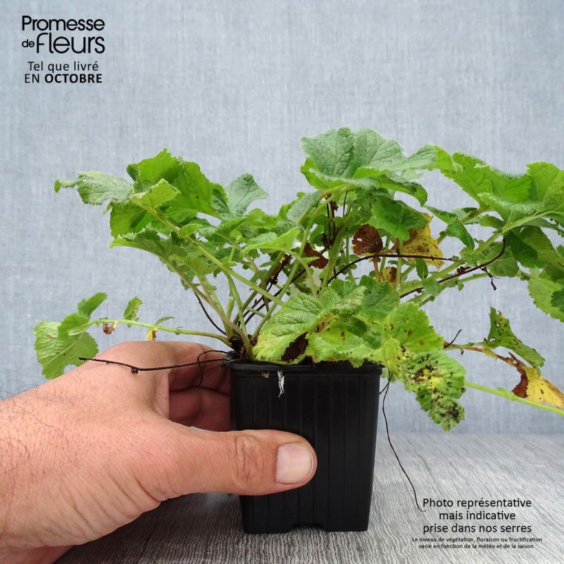 Exemplar von Geum rivale Mai tai - Bach-Nelkenwurz Kleine Töpfe von 8/9 cm wie im Herbst geliefert