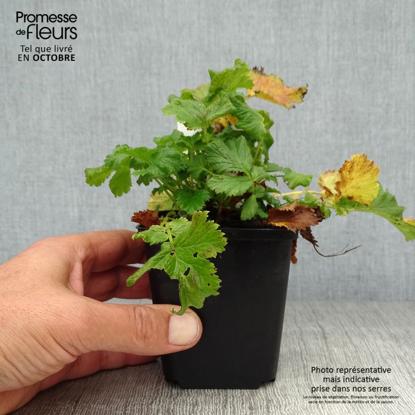 Exemplar von Geum coccineum Nonna - Scharlachrote Nelkenwurz Kleine Töpfe von 7/8 cm wie im Herbst geliefert