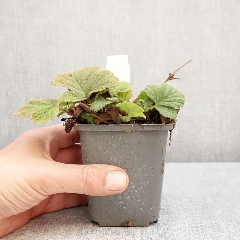 Exemplar von Geum Orange Pumpkin - Nelkenwurz Kleine Töpfe von 7/8 cm wie im Frühjahr geliefert