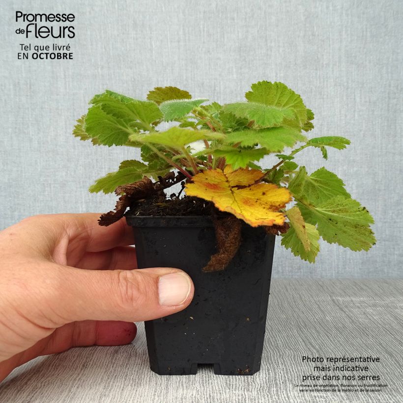 Exemplar von Geum Prinses Juliana - Nelkenwurz Kleine Töpfe von 8/9 cm wie im Herbst geliefert