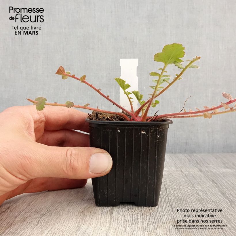 Exemplar von Geum Prinses Juliana - Nelkenwurz Kleine Töpfe von 8/9 cm wie im Frühjahr geliefert