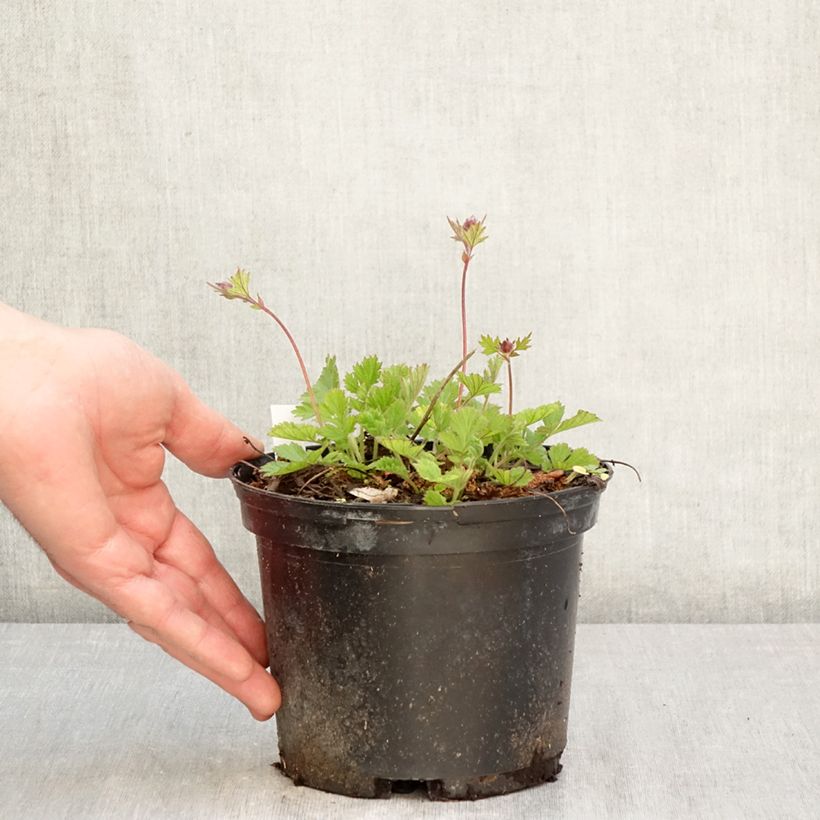 Exemplar von Geum rivale Leonard's Variety - Bach-Nelkenwurz Topf mit 2L/3L wie im Frühjahr geliefert