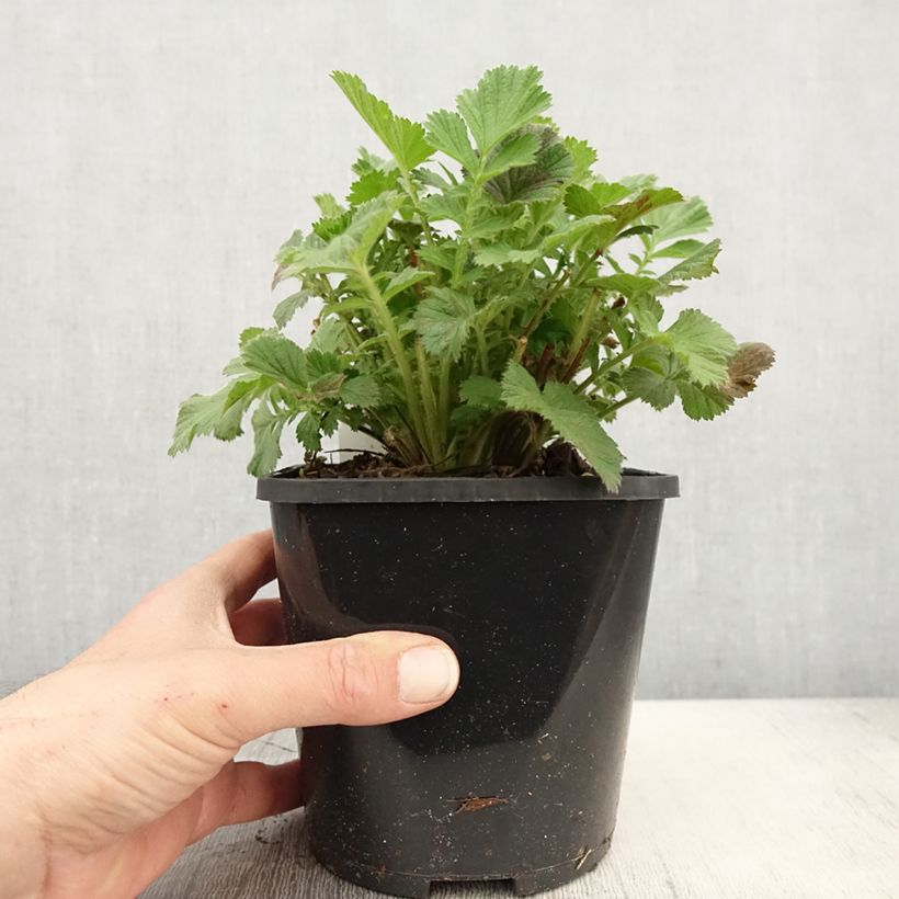 Exemplar von Geum Scarlet Tempest - Nelkenwurz Topf mit 2L/3L wie im Frühjahr geliefert