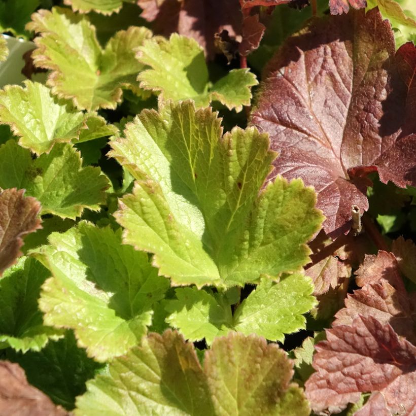 Geum Tempo Rose - Nelkenwurz (Laub)