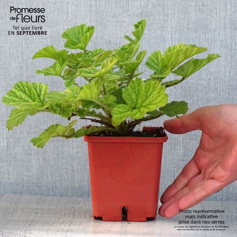 Exemplar von Geum Totally Tangerine - Nelkenwurz Topf mit 1L/1,5L wie im Sommer geliefert