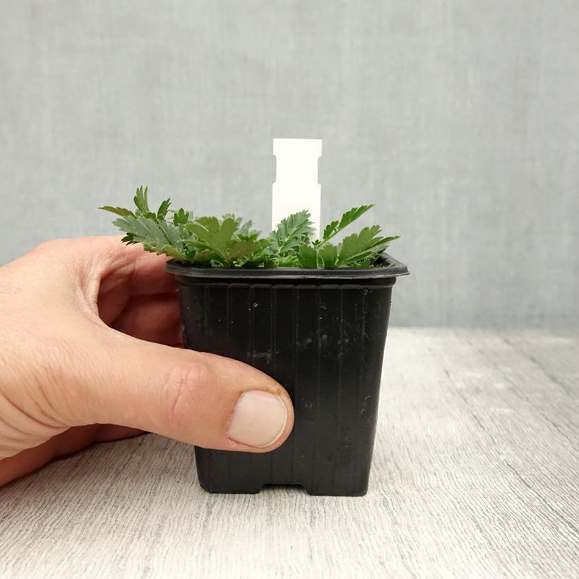 Exemplar von Geum triflorum - Dreiblütige Nelkenwurz Kleine Töpfe von 8/9 cm wie im Herbst geliefert
