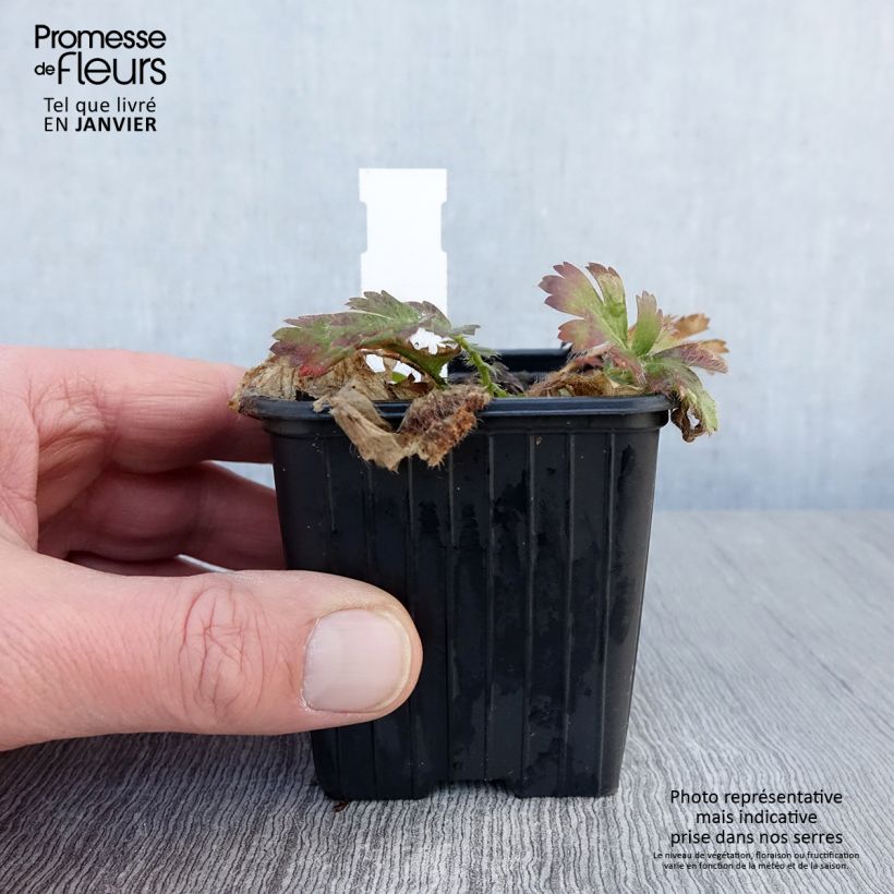 Exemplar von Geum triflorum - Dreiblütige Nelkenwurz Kleine Töpfe von 8/9 cm wie im Winter geliefert