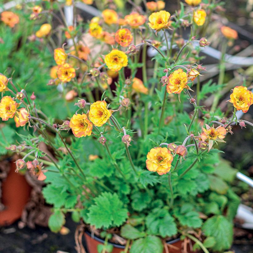 Geum Tutti Frutti - Nelkenwurz (Hafen)