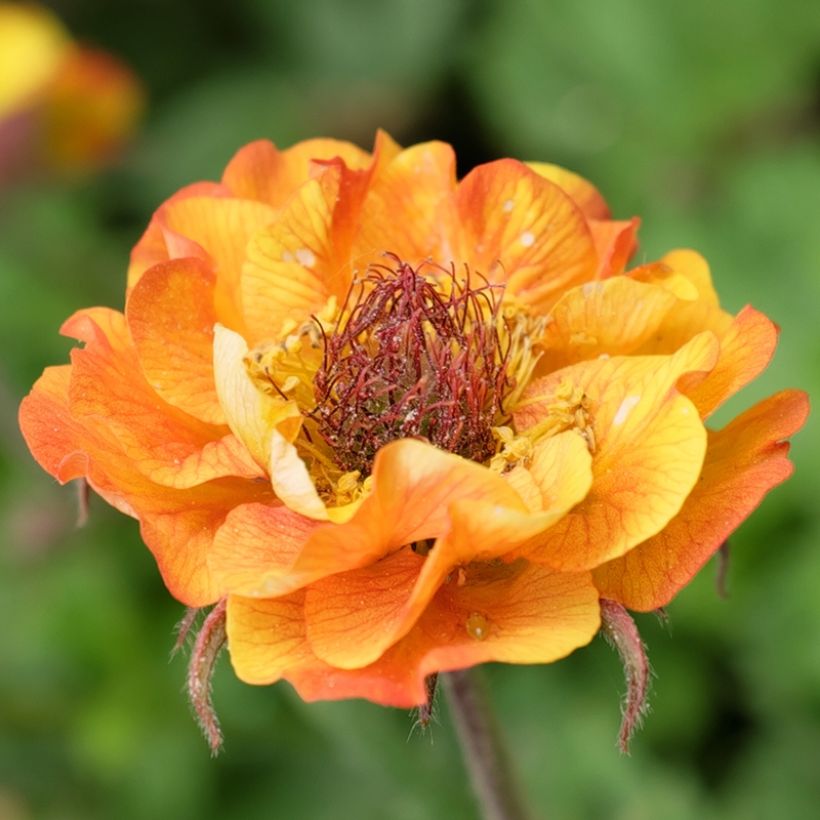 Geum Tutti Frutti - Nelkenwurz (Blüte)