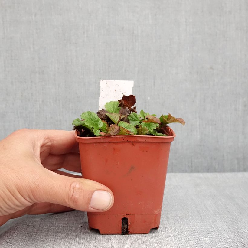 Exemplar von Geum Tutti Frutti - Nelkenwurz Kleine Töpfe von 8/9 cm wie im Herbst geliefert