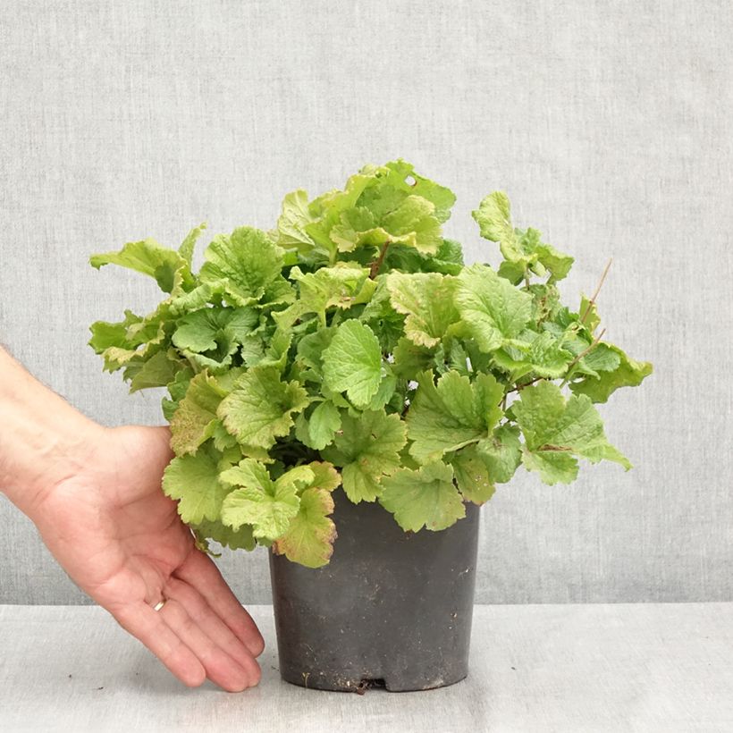 Exemplar von Geum Tutti Frutti - Nelkenwurz Topf mit 2L/3L wie im Sommer geliefert