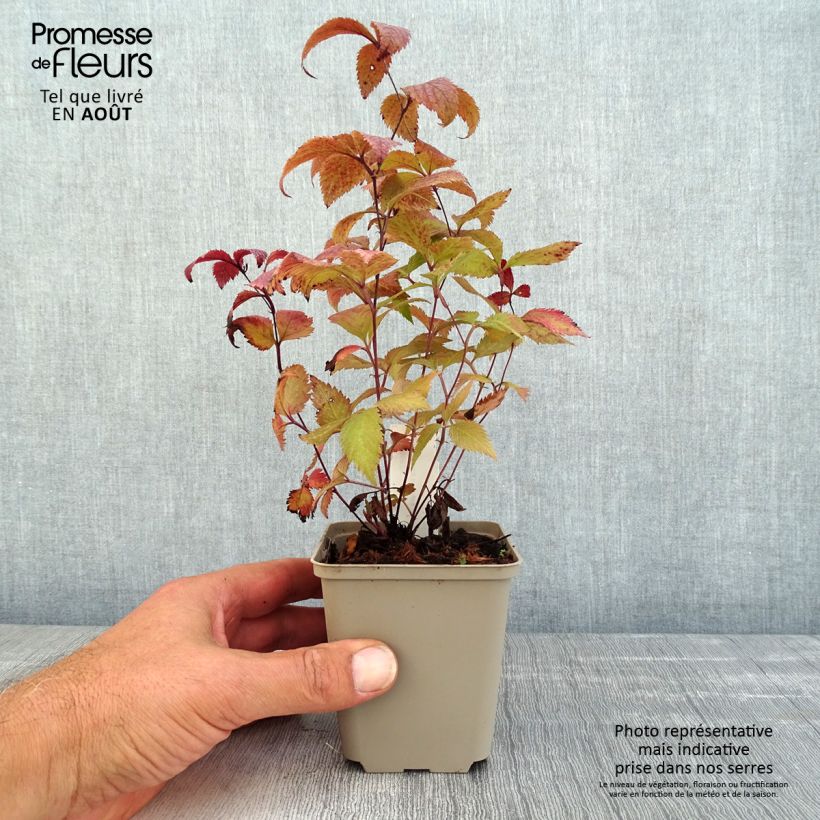 Exemplar von Gillenia trifoliata Pink Profusion - Nördliche Dreiblattspiere Kleine Töpfe von 8/9 cm wie im Sommer geliefert