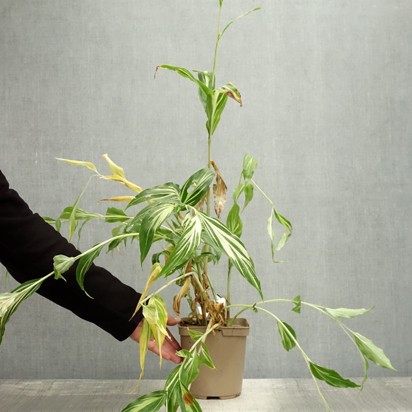 Exemplar von Japanischer Ingwer Dancing Crane - Zingiber mioga Topf mit 3L/4L wie im Herbst geliefert