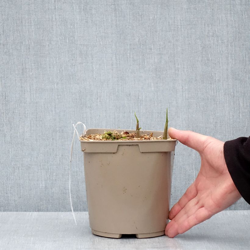 Exemplar von Japanischer Ingwer Dancing Crane - Zingiber mioga Topf mit 3L/4L wie im Frühjahr geliefert