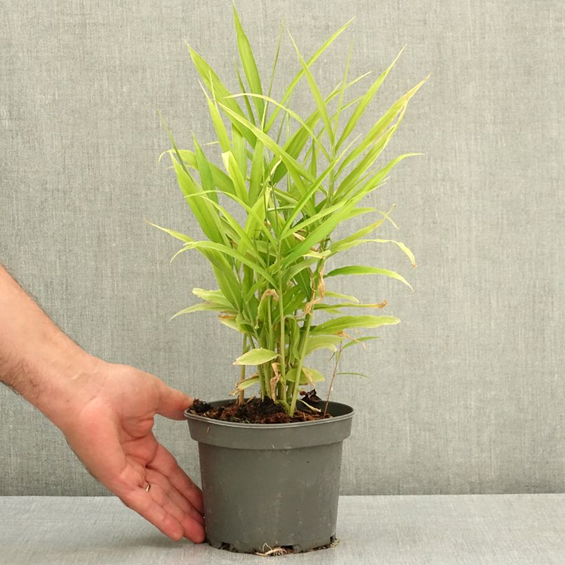 Exemplar von Ingwer - Zingiber officinale Topf mit 1,5L/2L wie im Sommer geliefert