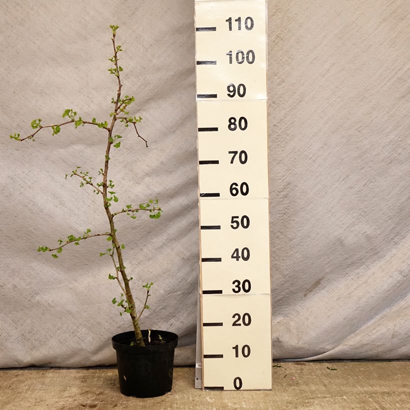 Exemplar von Ginkgo biloba Blagon - Fächerblattbaum Topf mit 7,5L/10L wie im Frühjahr geliefert