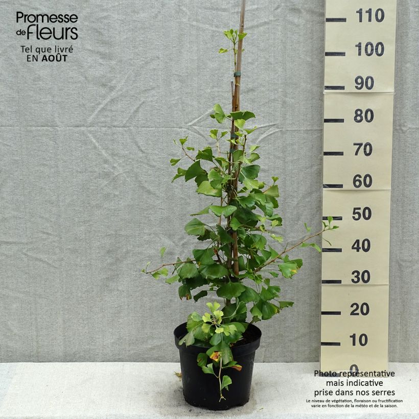 Exemplar von Ginkgo biloba Autumn Gold - Fächerblattbaum Topf mit 6L/7L wie im Sommer geliefert