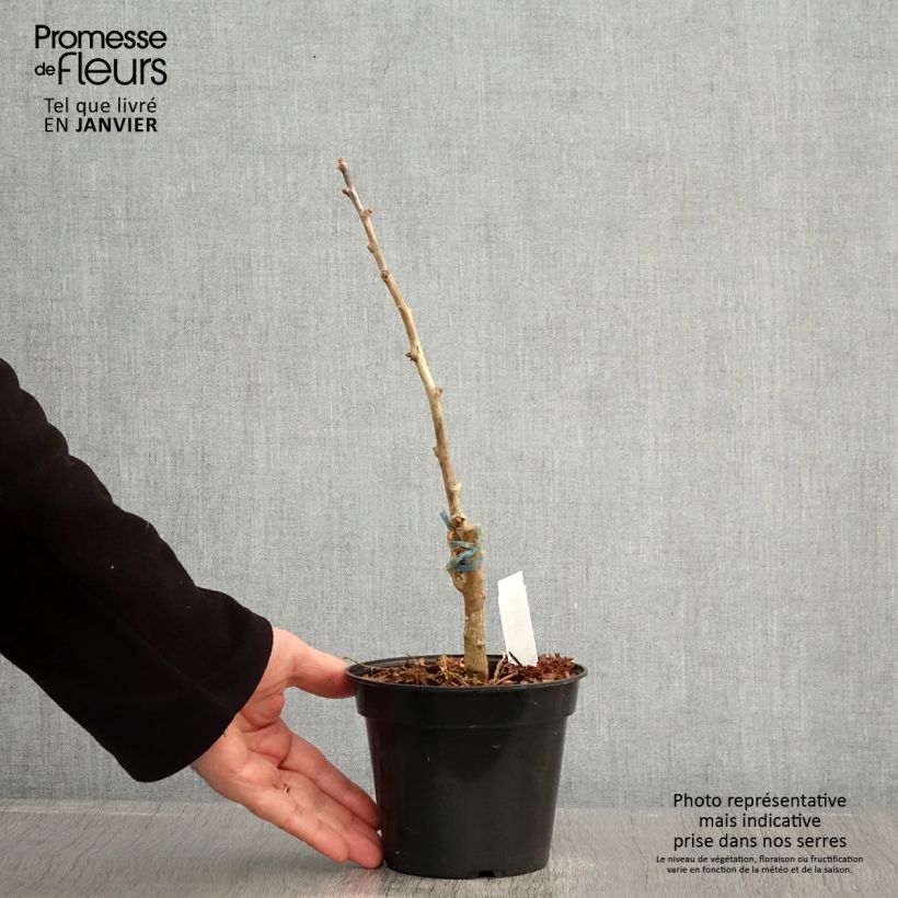 Exemplar von Ginkgo biloba Blagon - Fächerblattbaum Topf mit 1,5L/2L wie im Winter geliefert