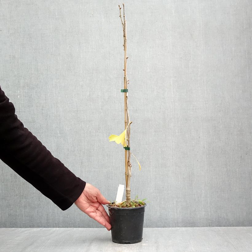 Exemplar von Ginkgo biloba Blagon - Fächerblattbaum Topf mit 1,5L/2L wie im Herbst geliefert