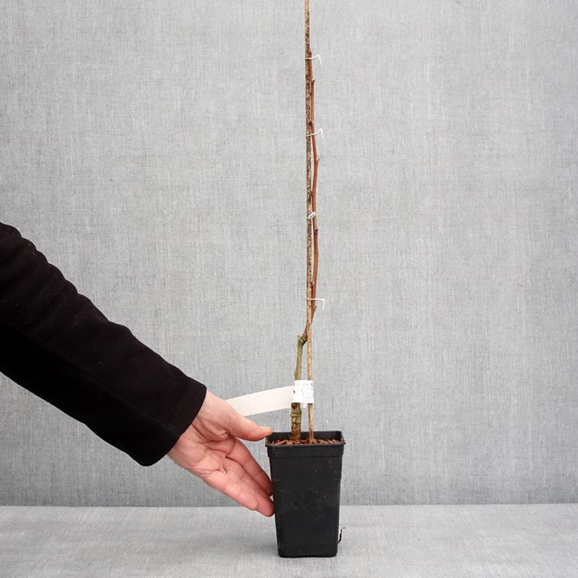 Exemplar von Ginkgo biloba fastigiata Gold Flame - Fächerblattbaum Topf mit 1L/1,5L wie im Winter geliefert