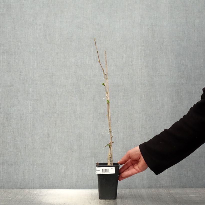 Exemplar von Ginkgo biloba fastigiata Gold Flame - Fächerblattbaum Topf mit 1L/1,5L wie im Frühjahr geliefert