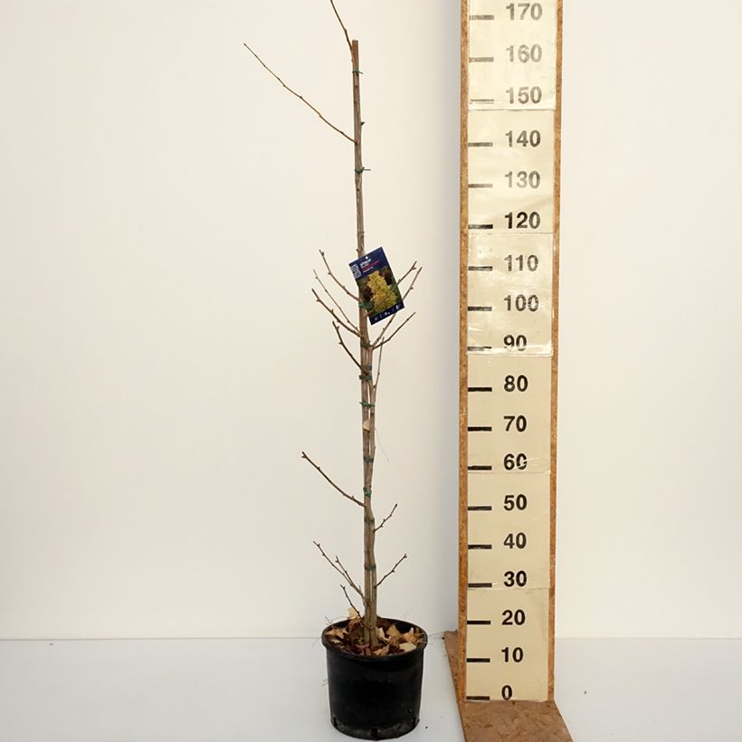 Exemplar von Ginkgo biloba fastigiata Gold Flame - Fächerblattbaum Topf mit 7,5L/10L wie im Herbst geliefert