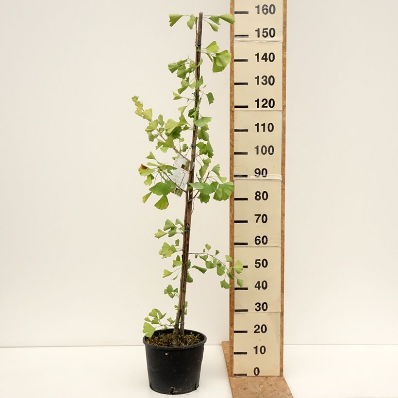 Exemplar von Ginkgo biloba fastigiata Gold Flame - Fächerblattbaum Topf mit 7,5L/10L wie im Sommer geliefert