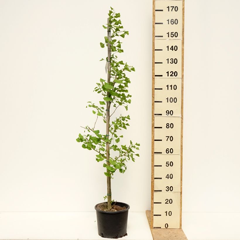 Exemplar von Ginkgo biloba fastigiata Gold Flame - Fächerblattbaum Topf mit 7,5L/10L wie im Frühjahr geliefert