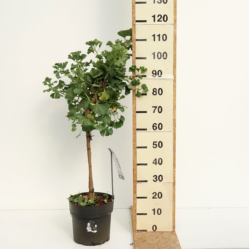 Exemplar von Ginkgo biloba Mariken - Fächerblattbaum Topf mit 7,5L/10L, Stamm wie im Sommer geliefert