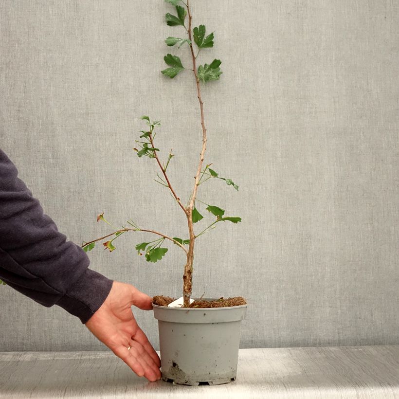 Exemplar von Ginkgo biloba Menhir - Fächerblattbaum Topf mit 2L/3L wie im Herbst geliefert