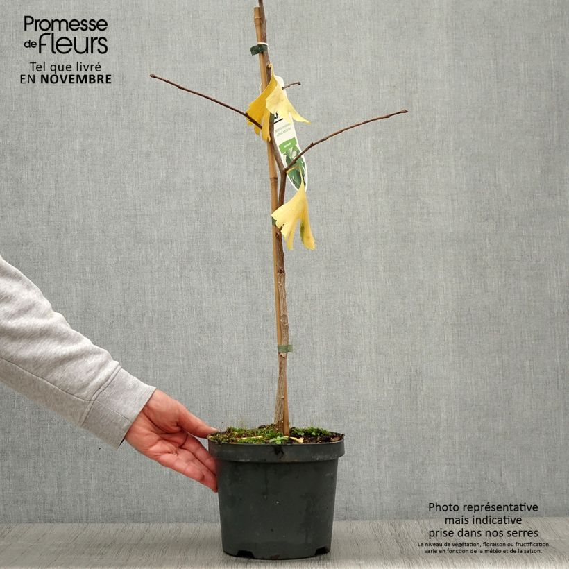 Exemplar von Ginkgo biloba - Fächerblattbaum Topf mit 2L/3L wie im Herbst geliefert