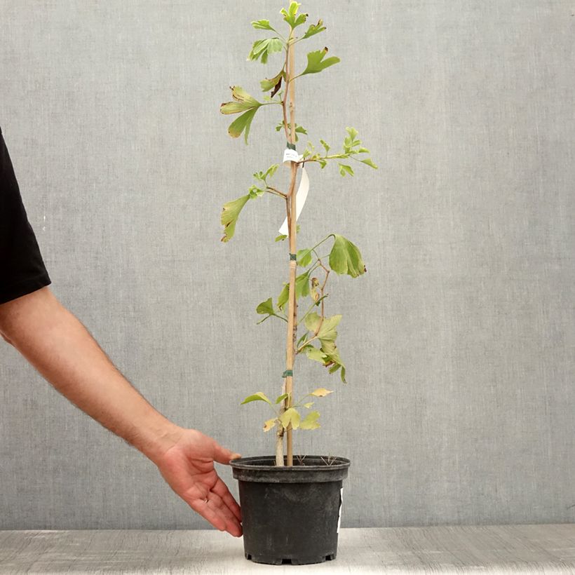 Ginkgo biloba - Fcherblattbaum