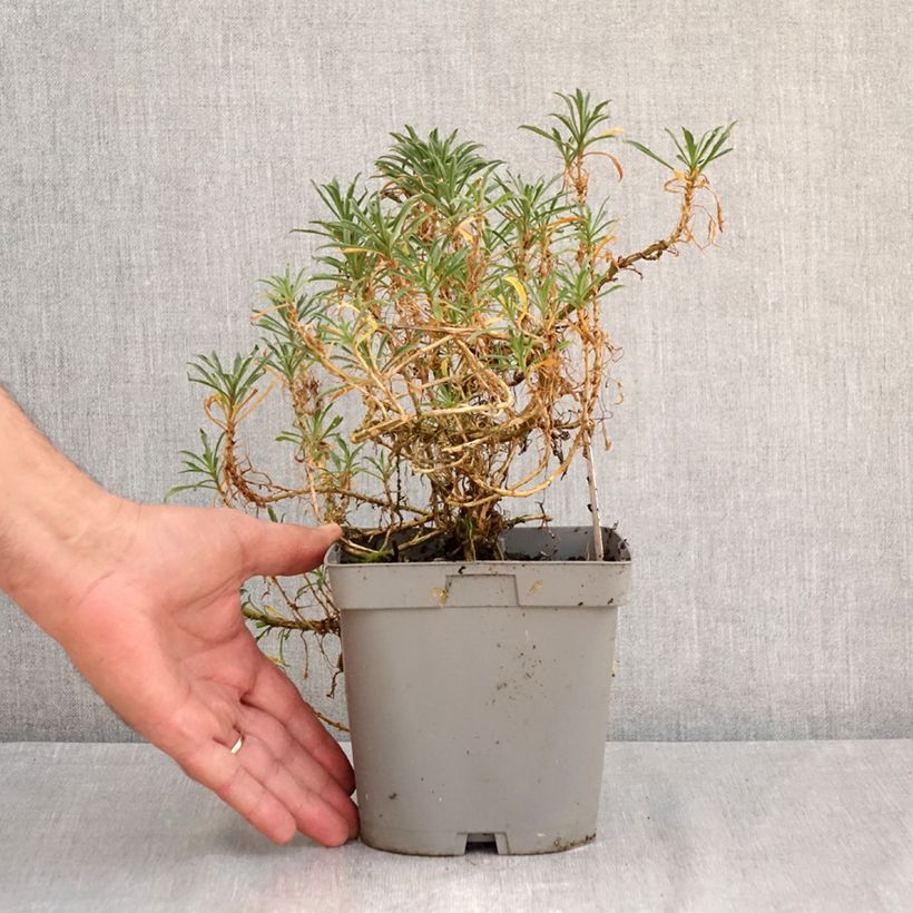 Exemplar von Garten-Goldlack Constant Cheer - Erysimum Topf mit 2L/3L wie im Sommer geliefert