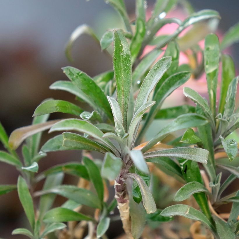 Garten-Goldlack Colour Vibe Red - Erysimum  (Laub)