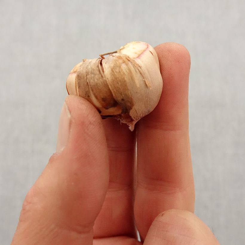 Exemplar von Gladiolus nanus Vulcano - Gladiole Zwiebel Kaliber/Größe 8+ wie im Frühjahr geliefert
