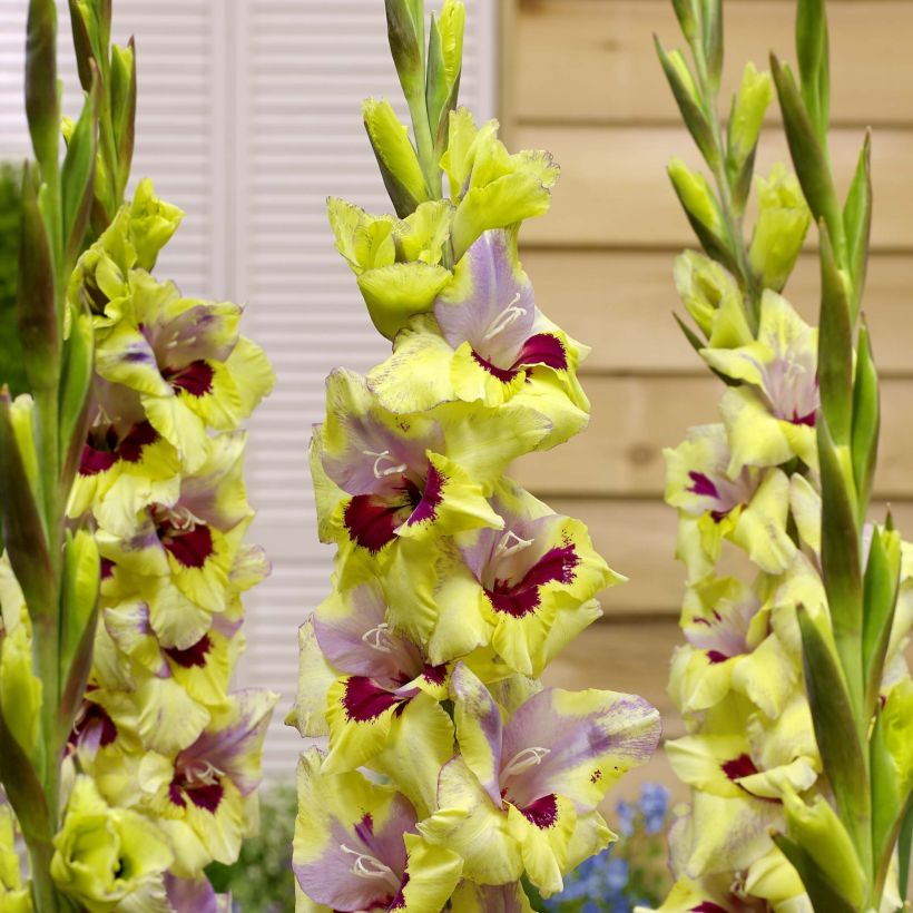 Großblütige Gladiole Oracle - Gladiolus (Blüte)