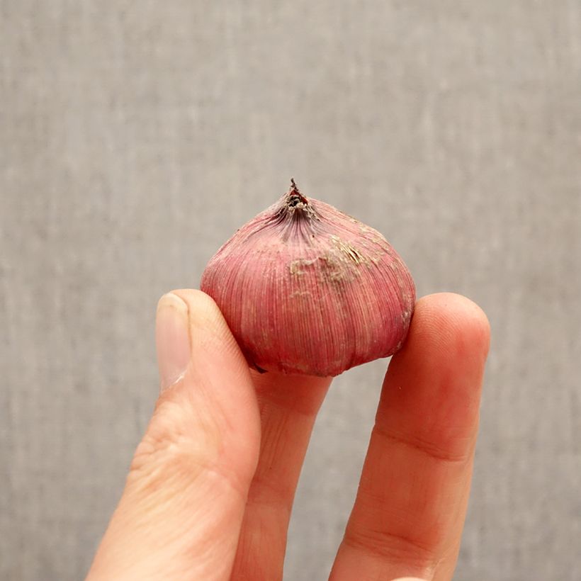 Exemplar von Großblütige Gladiole Amiga - Gladiolus Zwiebel Kaliber/Größe 12+ wie im Frühjahr geliefert