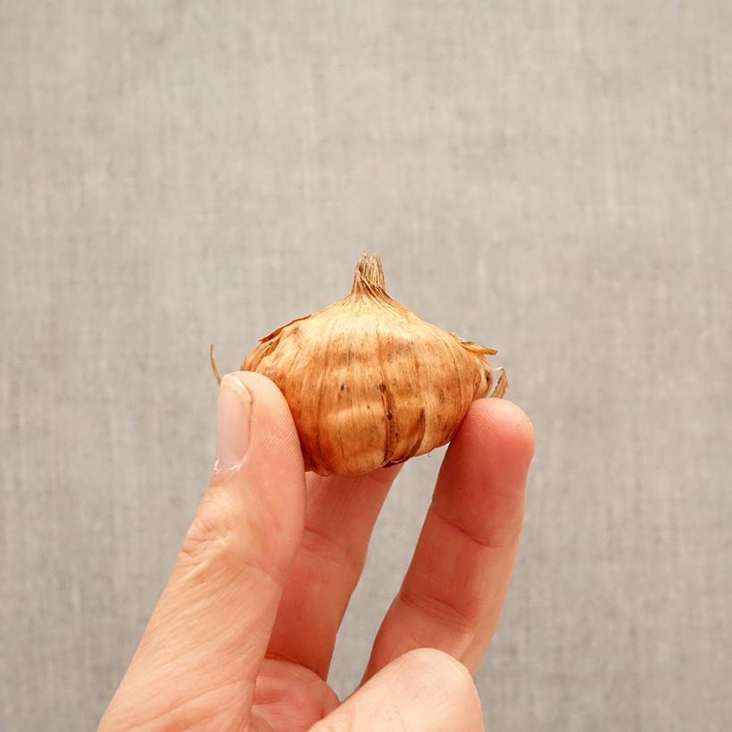 Exemplar von Großblütige Gladiole Apricot Beauty - Gladiolus Zwiebel Kaliber/Größe 10+ wie im Frühjahr geliefert