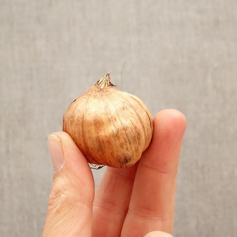 Exemplar von Großblütige Gladiole Cantate - Gladiolus Zwiebel Kaliber/Größe 10+ wie im Frühjahr geliefert