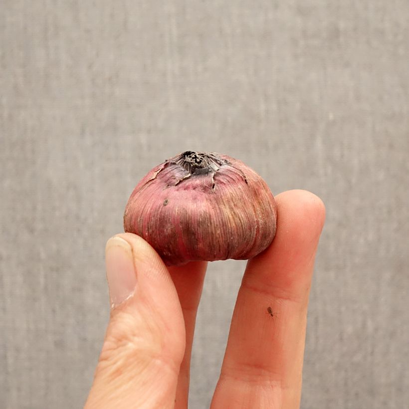 Exemplar von Großblütige Gladiole Careless - Gladiolus Zwiebel Kaliber/Größe 12+ wie im Frühjahr geliefert