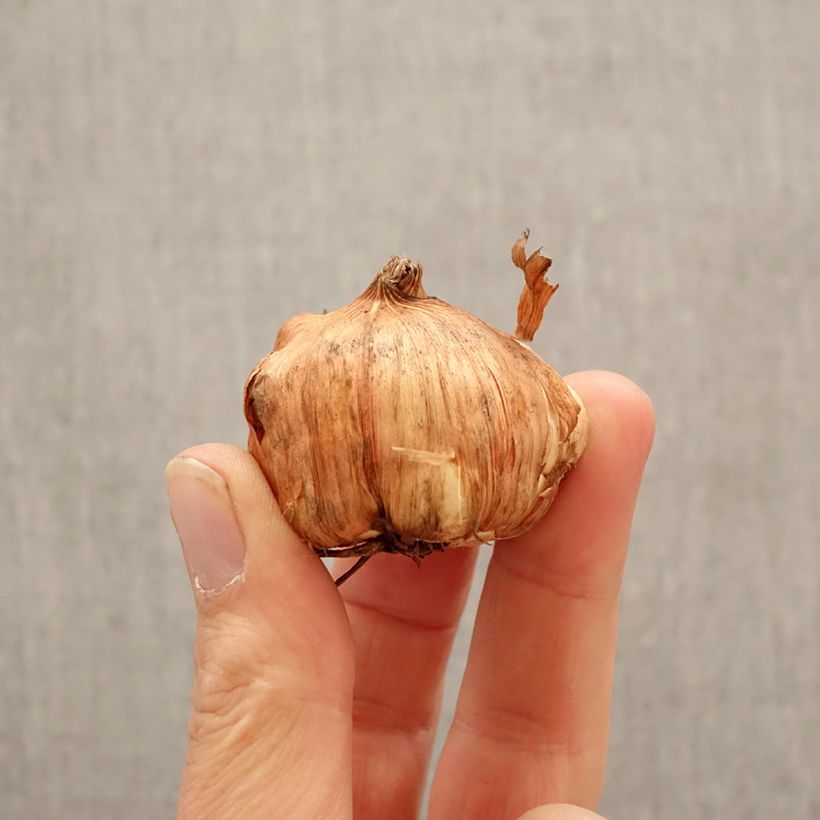 Exemplar von Großblütige Gladiole Cilesta - Gladiolus Zwiebel Kaliber/Größe 10+ wie im Frühjahr geliefert