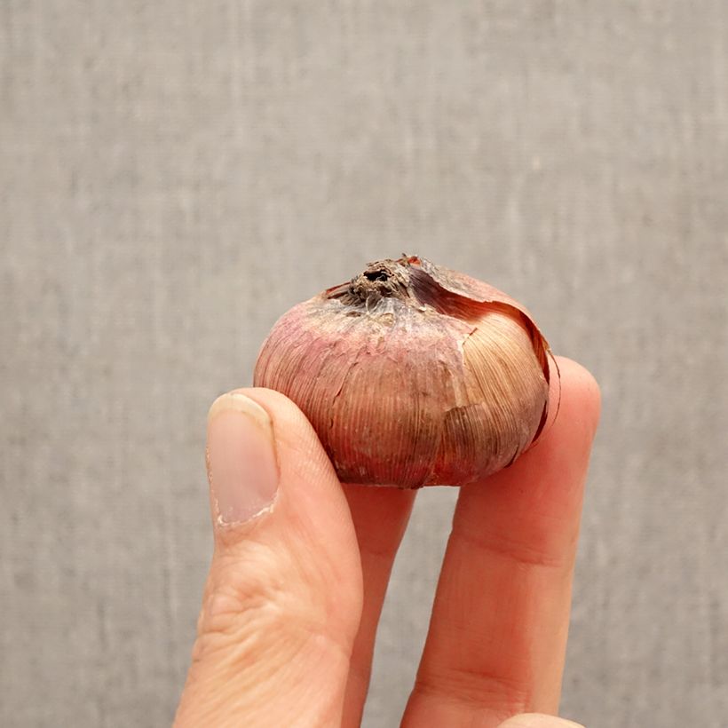 Exemplar von Großblütige Gladiole Deep Purple - Gladiolus Zwiebel Kaliber/Größe 12+ wie im Frühjahr geliefert