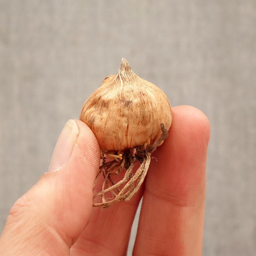 Exemplar von Großblütige Gladiole Glamini Emmy - Gladiolus Zwiebel Kaliber/Größe 8+ wie im Frühjahr geliefert