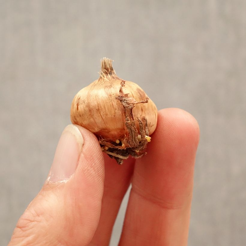 Exemplar von Großblütige Gladiole Glamini Evi - Gladiolus Zwiebel Kaliber/Größe 8+ wie im Frühjahr geliefert