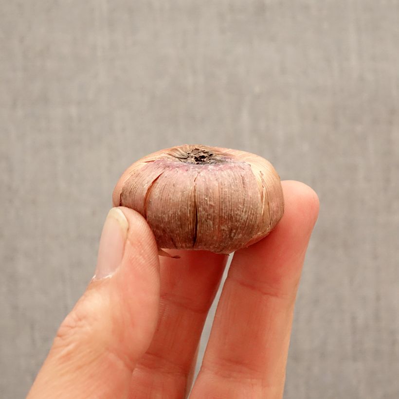 Exemplar von Großblütige Gladiole Nori - Gladiolus Zwiebel Kaliber/Größe 12+ wie im Frühjahr geliefert