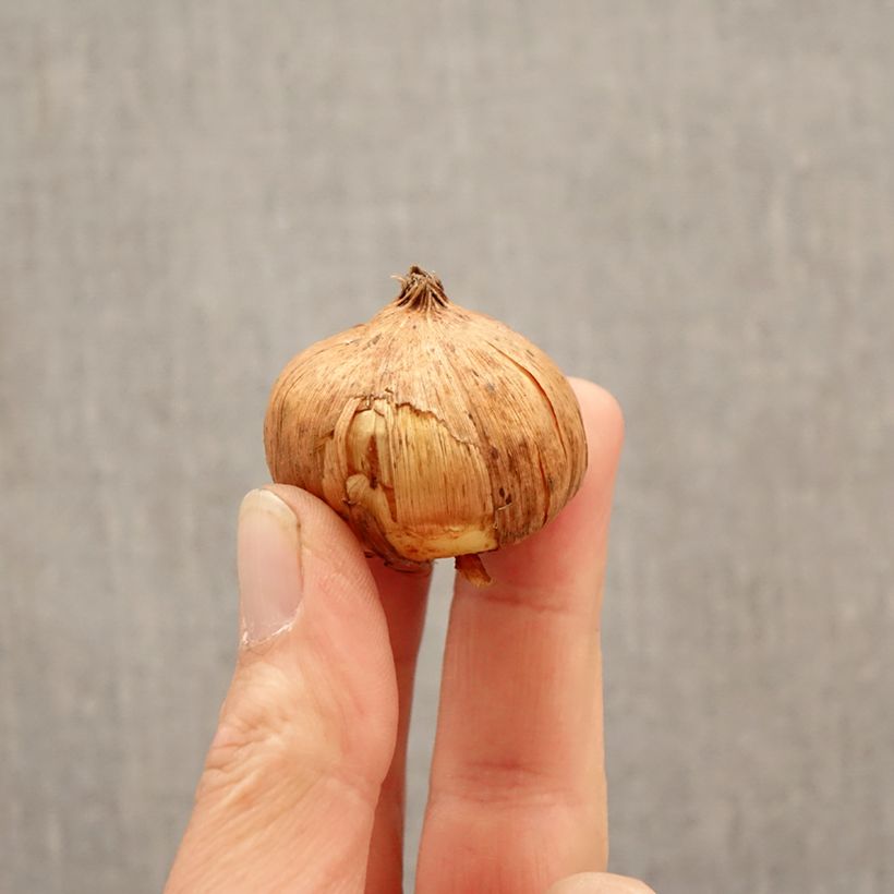 Exemplar von Großblütige Gladiole Sunglow - Gladiolus Zwiebel Kaliber/Größe 12/14 wie im Frühjahr geliefert